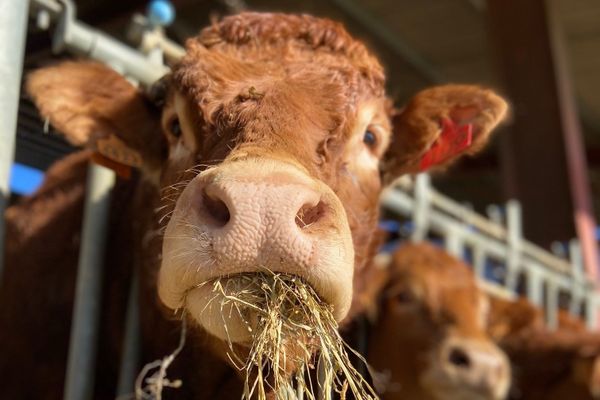 Les jeunes vétérinaires préfèrent souvent s'installer en ville et s'occuper d'animaux de compagnie plutôt que d'animaux d'élevage