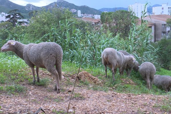 Les brebis de l'association "Les Moutons marseillais" favorisent  la biodiversité en entretenant depuis 2022  les parcelles encore vierges de la cité phocéenne.