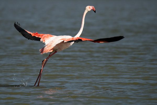 Adopter un flamant rose permet de participer à la protection de l'espèce et de financer du matériel pour les ornithologues.