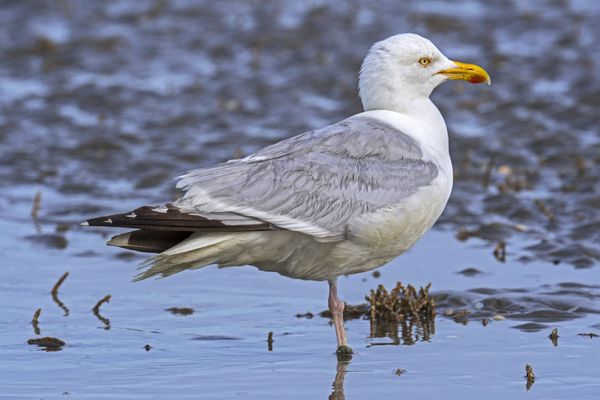 Un goéland atteint de l'influenza aviaire a été retrouvé mort à Amphion en Haute-Savoie.