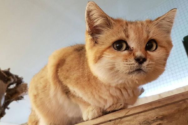 Le chat des sables originaire d'Afrique du nord et de la péninsule arabique, une espèce particulièrement menacée.