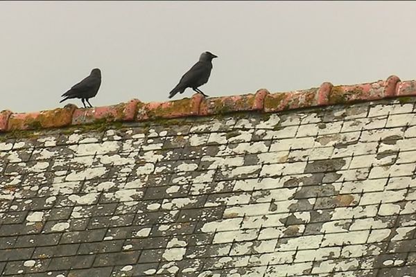 Deux Choucas des tours posés sur un toit finistérien