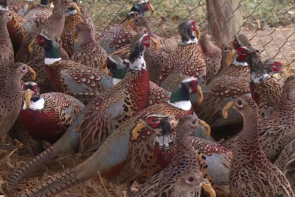 Les élevages de faisans ont permi de repeupler la région pour l'ouverture de la chasse au gibier ce dimanche 8 septembre.