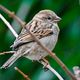 En France métropolitaine, selon l'UICN, 32% des oiseaux nicheurs sont menacés de disparition du territoire.