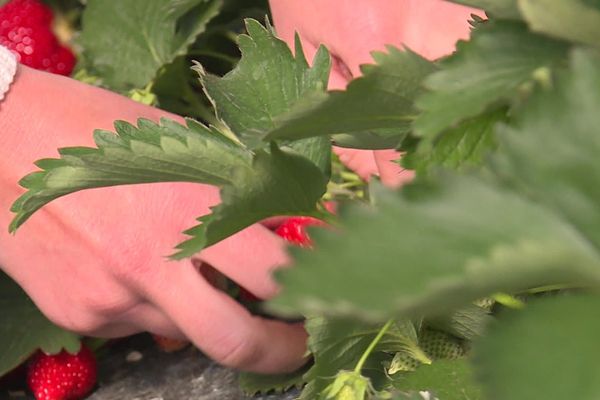 Inquiétude chez les producteurs de fraises à Samer (62)