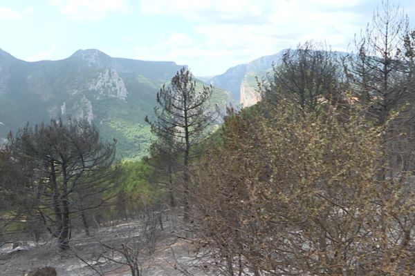 L'incendie ne progresse plus à Rougon, dans les Alpes de Haute-Provence.