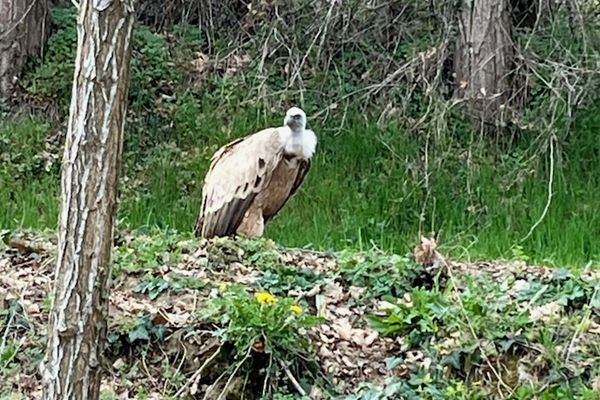 Le vautour errait au sol depuis plusieurs jours dans une zone boisée d'Aigues-Vives, en Ariège.