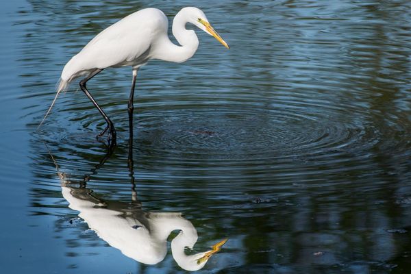 Le cadavre d'une grande aigrette testé positif à l'influenza aviaire