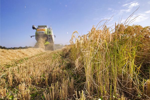 La culture du riz façonne la Camargue depuis le 19e siècle.