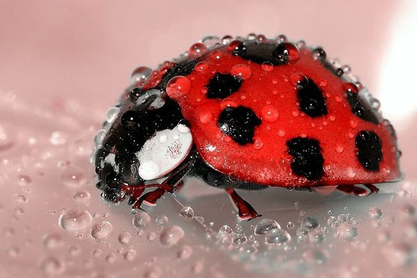 Coccinelle