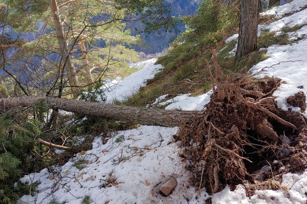 30 arbres ont été déracinés par le vent et les intempéries.