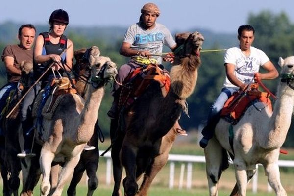 L'hippodrome de la Chartre sur le Loir accueille deux courses de dromadaires ce week end