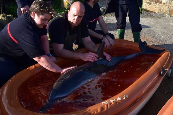 Le dauphin pris en charge par les pompiers