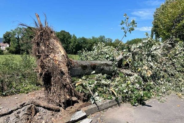 Des arbres sont notamment tombés dans la commune de Cluny