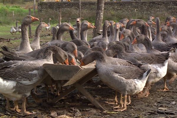 Les oies à foie gras du Périgord devraient bientôt pouvoir bénéficier d'une IGP déjà accordée aux canards