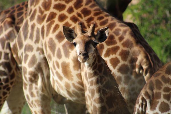 Le girafon n'a pas encore de nom. Les internautes pourront choisir entre Kruger, Kiango ou Kigali.