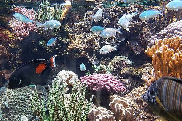 L'aquarium agathois, achevé par les confinements, ferme définitivement ses portes et ses bassins.