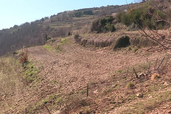 Parcelle de semis d'oignons doux des Cévennes frappée par la sécheresse de l'hiver 2023.