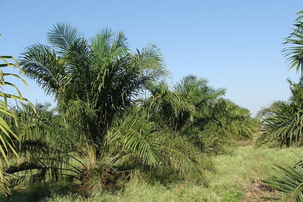 Les impacts de la culture de l'huile de palme sur l'environnement