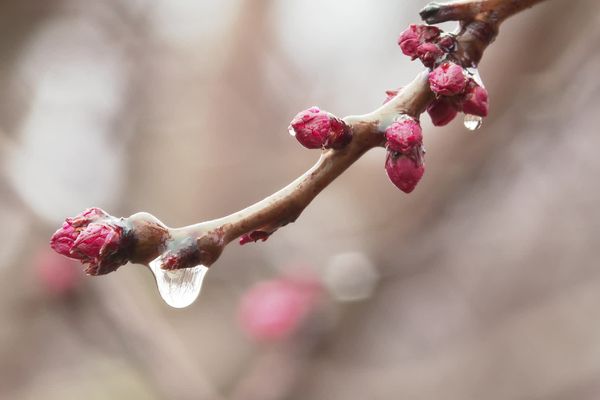 Dans les Pyrénées-Orientales, 15 mm de pluie sont tombés en trois jours : l'épisode pluvieux le plus conséquent depuis le 12 septembre 2023. Mercredi 28 février 2024.