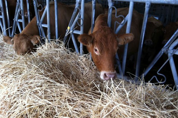 L'enregistrement des naissances, la déclaration des décès et les contrôles en abattoir figurent parmi les tâches rendues impossibles par la cyberattaque.