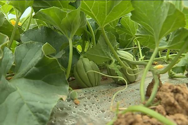 Dans le sud Quercy, les plants mis en terre en avril donnent leurs premiers fruits. 