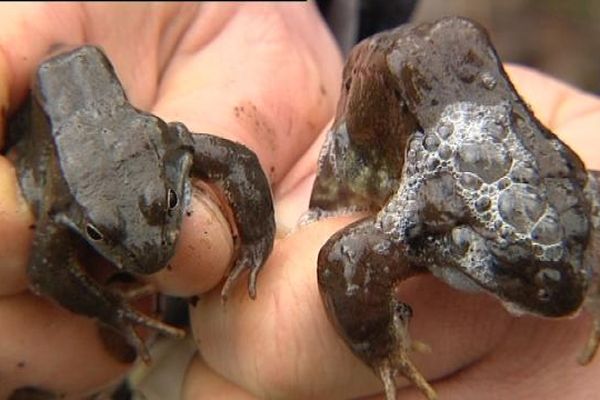 Les grenouilles rousses sont, en partie, protégées.