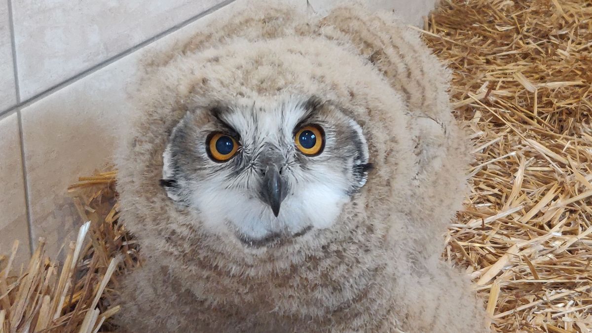 Photos Haute Savoie Une Vingtaine De Bebes Rapaces Sont Nes Au Parc Des Aigles Du Leman