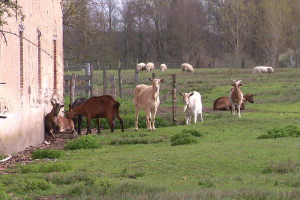 Des animaux d'élevage recueillis au domaine des Douages, un sanctuaire unique en France par sa taille.