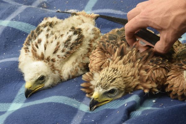 Une balise GPS est fixée sur le dos des jeunes rapaces.