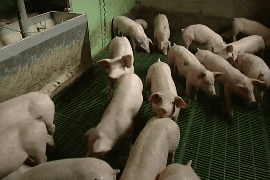 Swine flu.  “We have always had it on the farms” explains a Breton breeder.