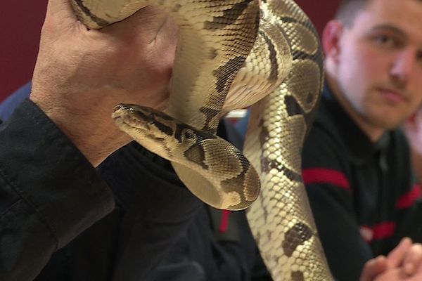 Les pompiers des Ardennes ont appris à savoir comment prendre en charge les serpents.