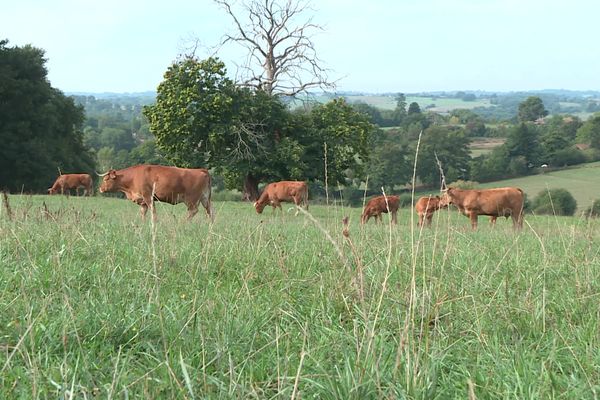 Le chauffard a effrayé le troupeau, et a poursuivi une vache. (Illustration)