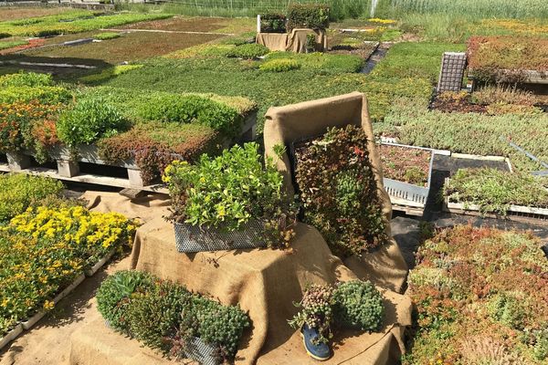 Les sedums appartiennent à la famille des joubarbes. Ces plantes, principalement de couleur verte, retiennent très bien l'eau ce qui explique qu'elles sont les reines des toits végétalisés.