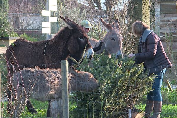 Le parc animalier attend une trentaine de sapins.