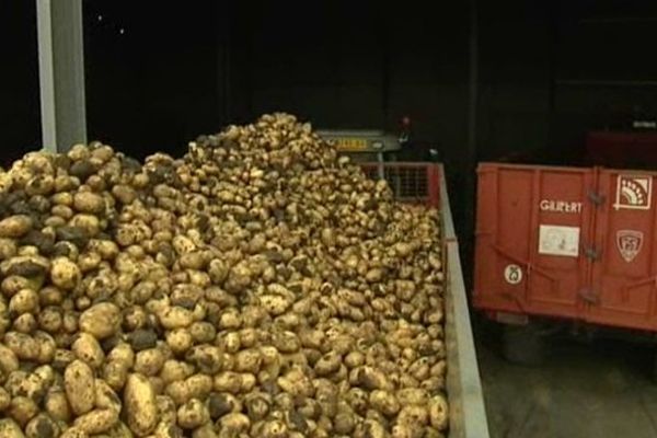 Dix à 15 jours de retard pour la récolte des pommes de terre en Limagne. C'est la mauvaise nouvelle. La bonne, c'est qu'on sait déjà que les rendements seront excellents.