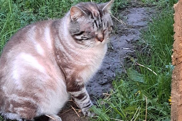 L'un des 10 chats qui a survécu après avoir été drogué et abandonné dans la nature.