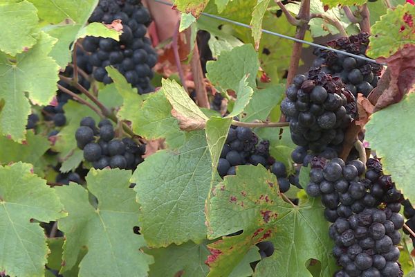 Les vendanges ont démarré fin août en Corrèze pour trois semaines.