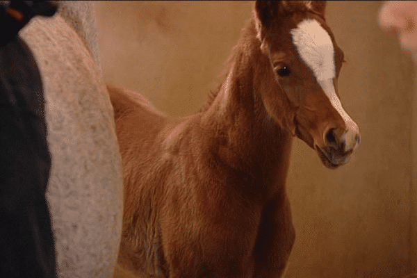 Dunia première petite pouliche née au nouveau haras de Dun-le-Palestel, elle symbolise la renaissance de ce lieu.