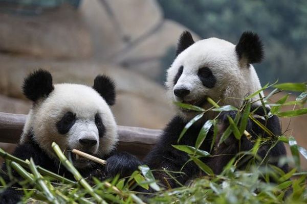 Les pandas du ZooParc de Beauval vont enfin revoir du monde