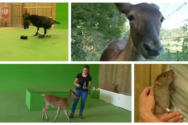 A Sury-aux-Bois, Animal Contact tourne avec des animaux pour le cinéma