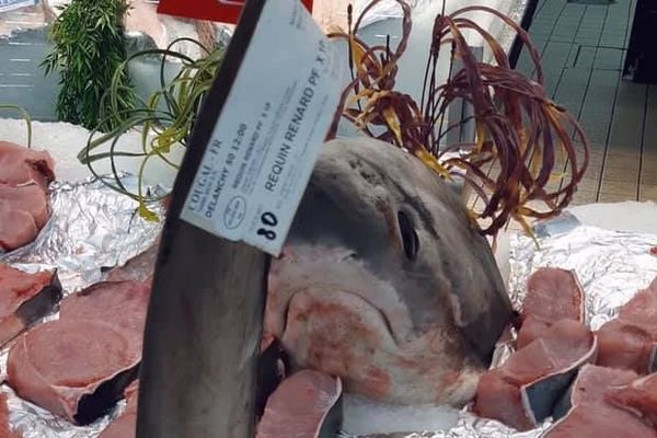 Du requin renard vendu dans un supermarché à Pont-Audemer.