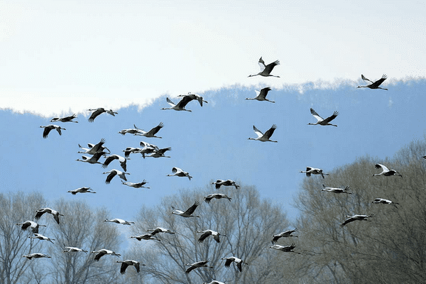 Environ 300 000 grues survolent le Limousin chaque année.