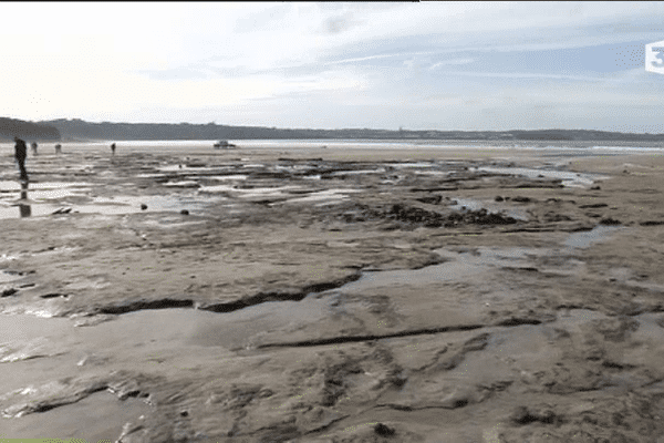 Forêt fossilisée sous la plage de Locmaria-Plouzané (29)