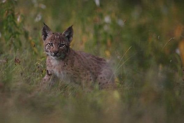 Une cage piège a été mise en place afin de capturer et sauver ces lynx orphelins. Sans succès pour le moment. Leur espérance de vie ne dépasse pas quinze jours.