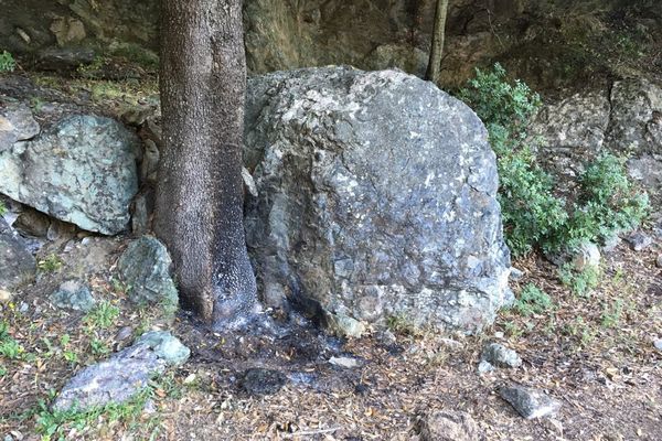 C'est au pied de cet arbre qu'ont été retrouvés les membres calcinés. Il se situe sur l'ancienne route de Belgodère qui relie le village à Ponte Leccia. 22 avril 2016