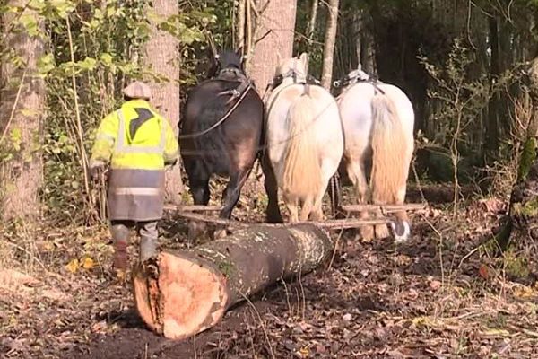 Le débardage des peupliers abattus s'est fait à cheval dans cette parcelle protégée du Marais Poitevin.