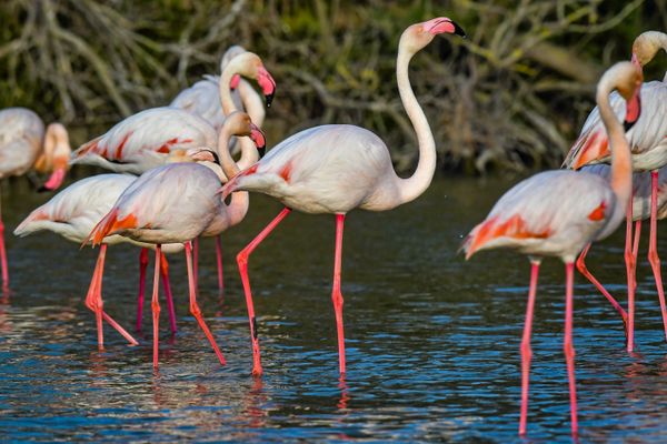 Un flamant rose a été infecté par le virus H5N1 dans le Gard.