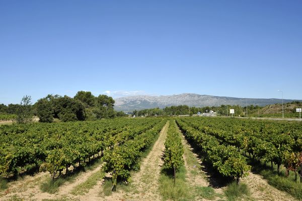 Les vignes provençales vont pouvoir s'agrandir en 2016. 