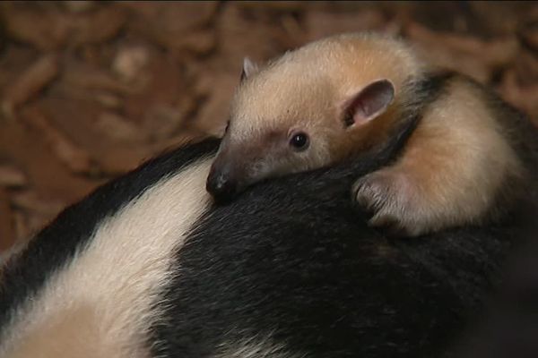 Ce petit fourmilier nain est le premier spécimen à être né en France, c'est un tamandua.